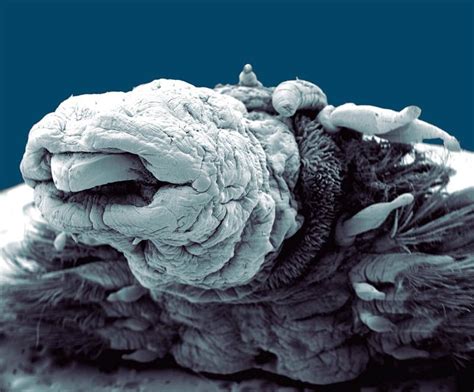 Hydrothermal Worm By Philippe Crassous Magnification 57 Scanning