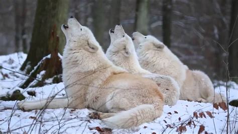 Awesome Arctic Wolves Howling Youtube Arctic Wolf Animals Wild