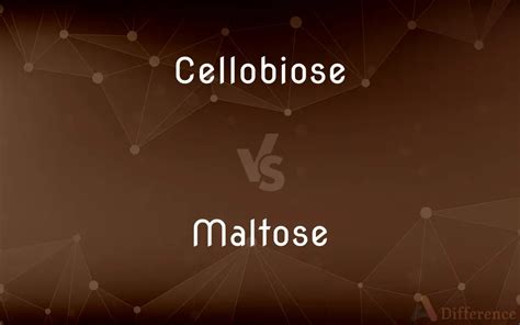 Cellobiose Vs Maltose — Whats The Difference