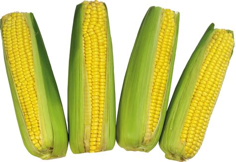 Corn Png Image Transparent Image Download Size 3150x2172px