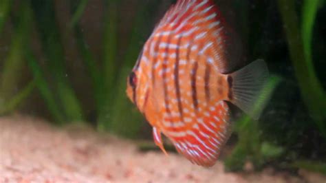 Red Royal Discus Youtube
