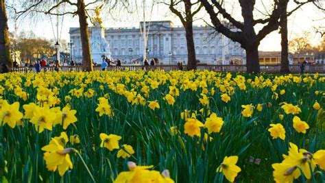 The Best Spring Flowers In London Zipcar