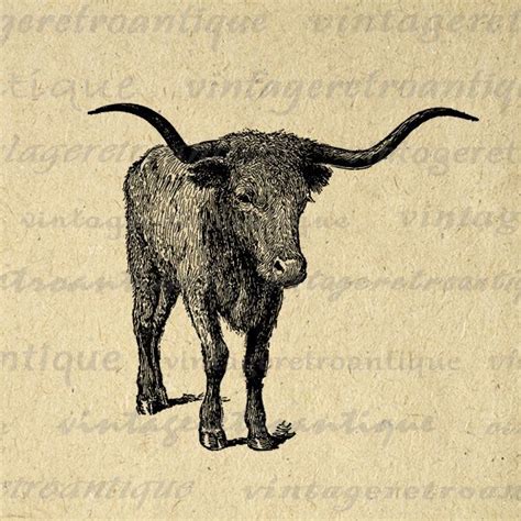 Texas Longhorn Bull Printable Graphic Download Steer Digital Cow Image