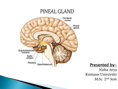 Pineal Gland Endocrinology