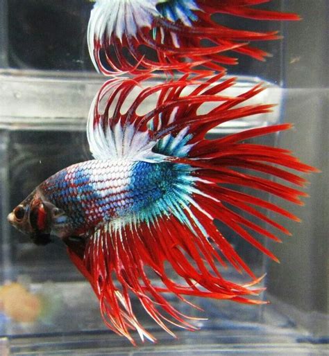 Beautiful Blue Turquoise And White Marble Male Betta With Red