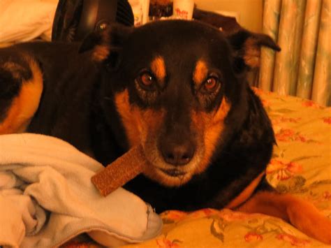 Lost and Found Pets