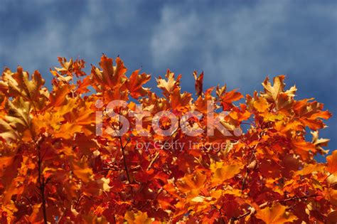 Red Maple Leaves Stock Photo Royalty Free Freeimages