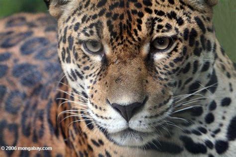 Jaguar Conservation Receives Boost