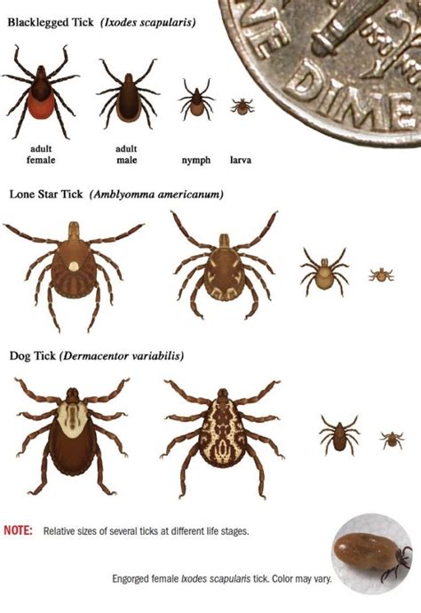 How To Deal With Ticks An Adventurers Guide To Staying Tick Free