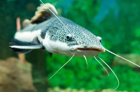The Red Tail Catfish Care A Guide For Aquarists