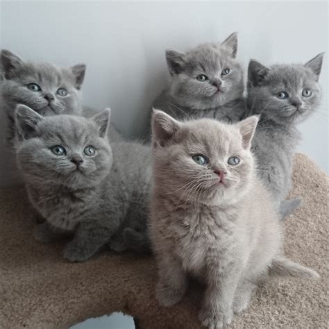 adorable british shorthair kittens for adoption - Bentahero.com