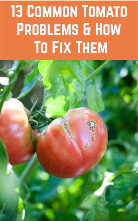 13 Common Tomato Problems And How To Fix Them Tomato Problems Tomatoes