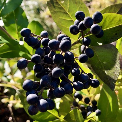 The Lovely Dark Blue Berries Of Privet Beautiful Flowers Berries
