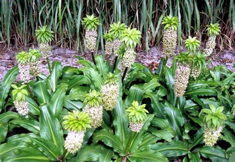 How To Grow Pineapple Lilies In Your Garden Plant