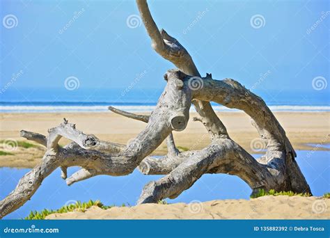 Driftwood California Beach Stock Photo Image Of Large 135882392