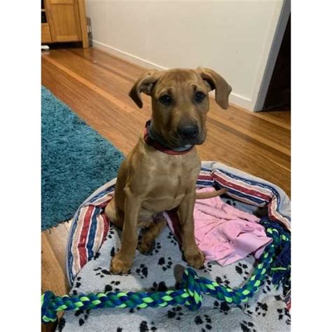 Quid Large Male Rhodesian Ridgeback X Black Mouth Cur Mix Dog In Qld