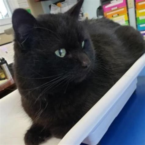 Interested in natural pest control? Adopt Catigan on | Humane society, Pet adoption, Cats