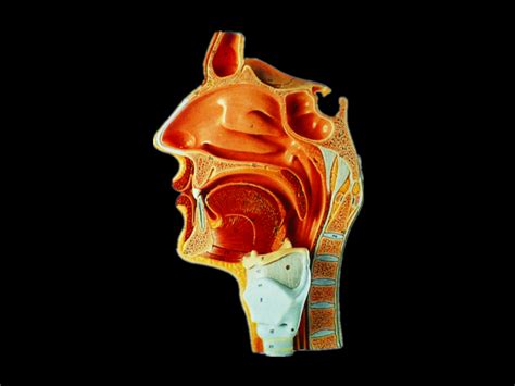 Nasal Oral Pharynx And Larynx Cavities Model And Median Sagittal My