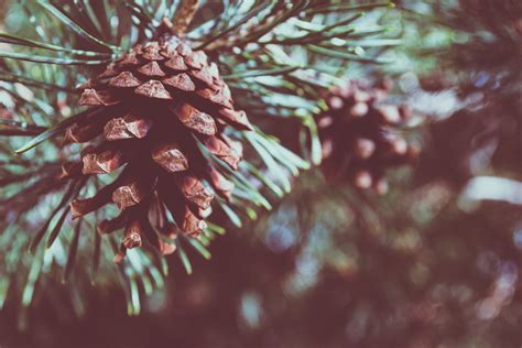 Shallow Focus Photography Of Pine Cone · Free Stock Photo