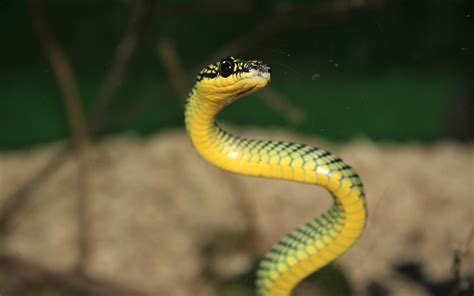 Fondos De Pantalla Animales Serpiente Fauna Silvestre Reptiles