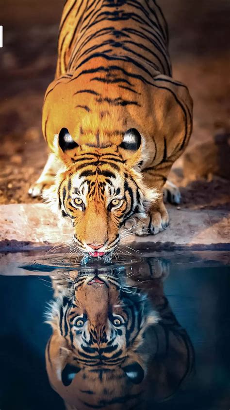 3840x2160px 4k Free Download Cool Tiger Drinking Water Hd Mobile