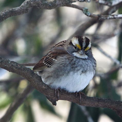 Omss Bird: NJ Bird Photos: Birds of New Jersey
