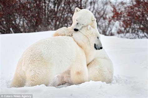 Give Me A Bear Hug Cute Moment Two Giant Polar Bears Share A Cuddle In