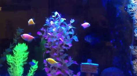 Glofish In Larger Tank Youtube