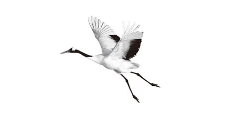 Clipart Bird Cranes Clipart Bird Cranes Transparent F