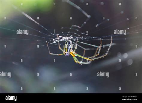 Yellow Striped Spider On Web Stock Photo Alamy