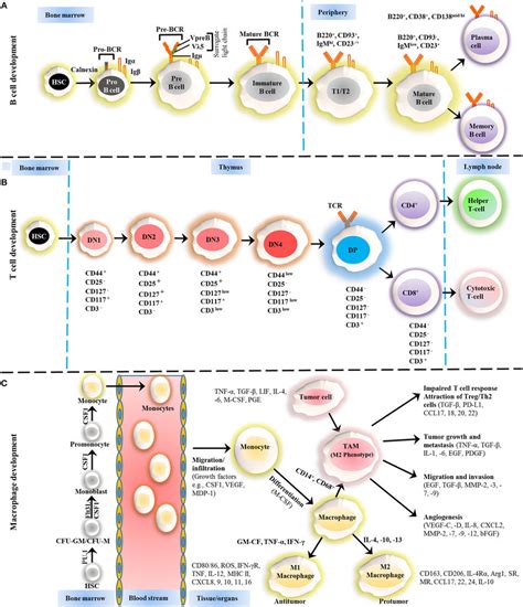 Development Of B Cells T Cells And Macrophages A The Development