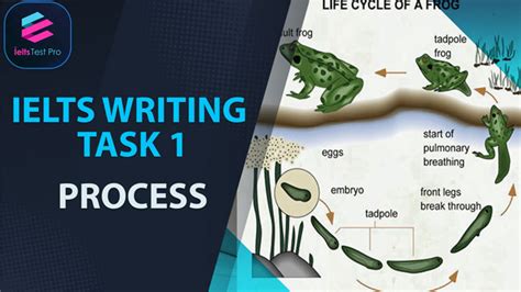 How To Describe A Process In Ielts Writing Task 1 Ielts Writing