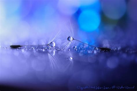 Wallpaper Flowers Reflection Water Drops Blue Dandelion Dew