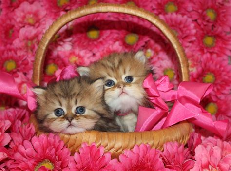 * miniature, teacup persian kittens in all shades of silver, chinchilla, black & white are just a few coat colors offered. Teacup Persian Kittens for Sale - CatsCreation