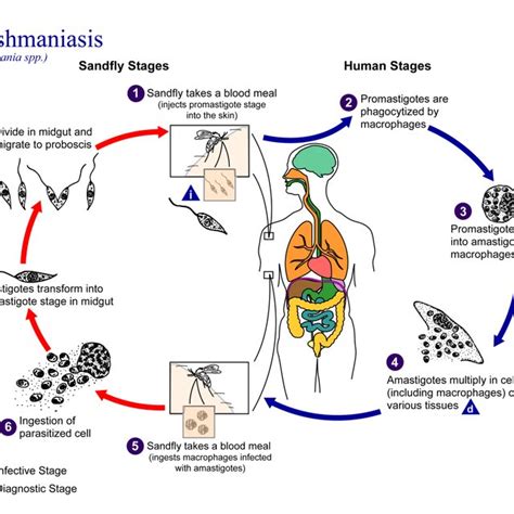 life cycle of african trypanosomiasis public domain cdc download scientific diagram