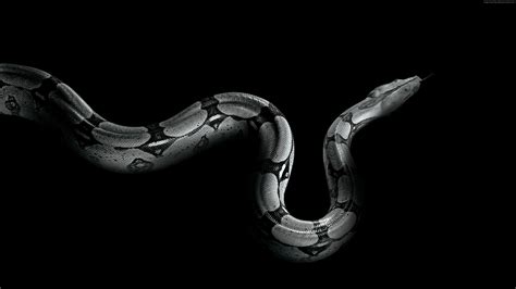 Python Snake Wallpapers Top Free Python Snake Backgrounds