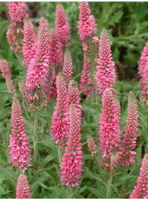 Pseudolysimachion spicatum) is a species of flowering plant in the family plantaginaceae. Veronica spicata 'Erika' - The Beth Chatto Gardens