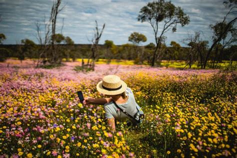 These Western Australia Tours Come With Wildflower Fields Dolphin