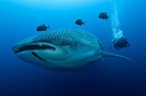 Whale Sharks Perils Of The Ocean Galapagos Conservation