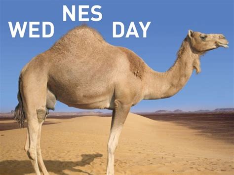 They can carry large loads for up to 25 miles a day. hump-day-camel - 905 Business.com