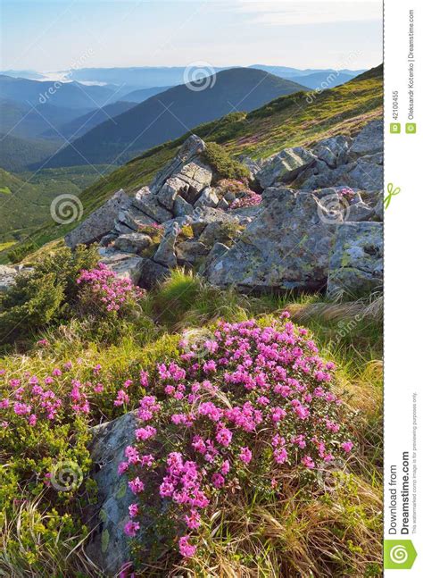 Mountain Flowers Stock Image Image Of Flora Glade Plant