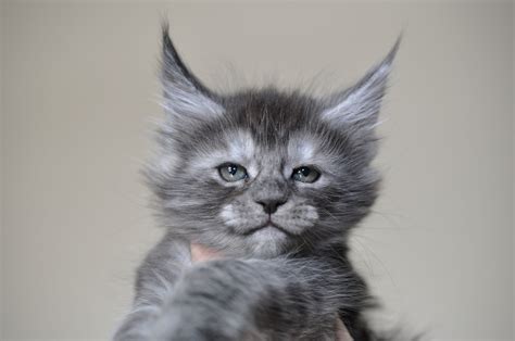 Your cat may appear distant, but she is actually sending subtle clues of her affection. Available Maine Coon Kittens for Sale - European Maine ...