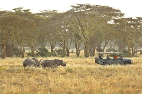 Plan An Affordable Kenya Safari