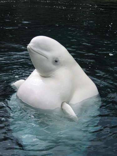 Sonderbare Tierwelt Beluga
