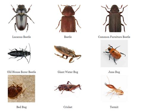 Bugs That Look Like Roaches But Aren T Babyroaches