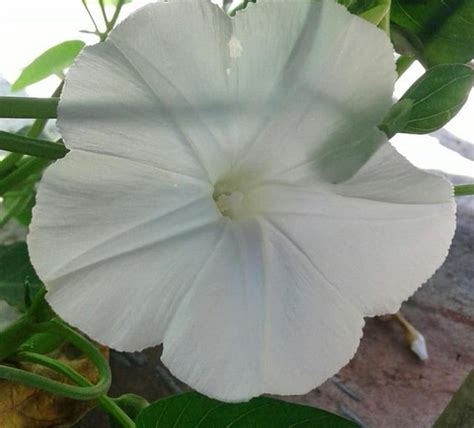 Terkeren 22 Gambar Bunga Putih Yang Indah Gambar Bunga Indah