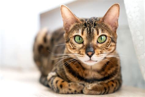What Are The Color Variations In Bengal Kittens Bitbitbyte