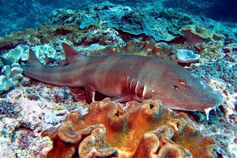 Black banded cat shark is known as a cat shark because the barbels at the mouth look like cat whiskers. Bamboo Shark - "OCEAN TREASURES" Memorial Library