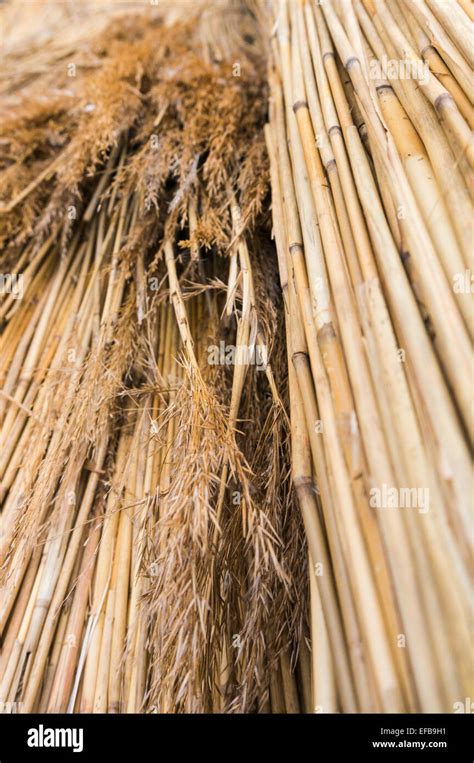 Closeup View Of Bundles Of Thatching Straw Stock Photo Alamy