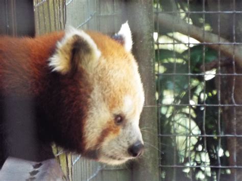 Was So Excited To See A Red Panda I Took This Picture At The